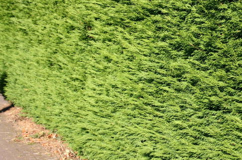 Leyland-Zypresse / Grüne Baumzypresse / Riesenzypresse - Cupressocyparis leylandii