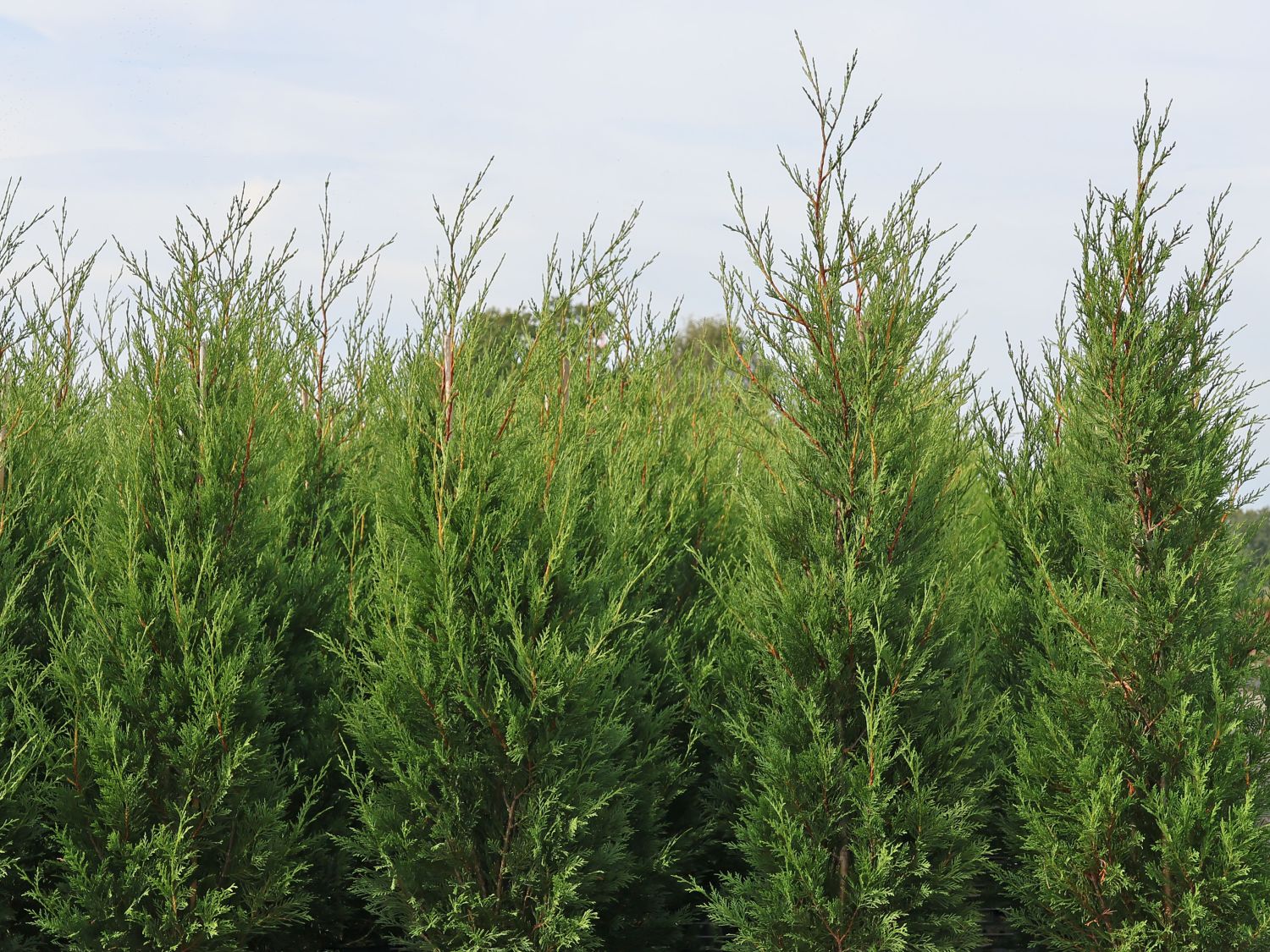 Leyland-Zypresse 'Typ 2001'