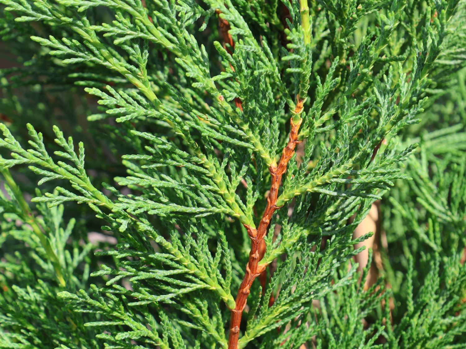 LeylandZypresse 'Typ 2001' x Cupressocyparis leylandii 'Typ 2001