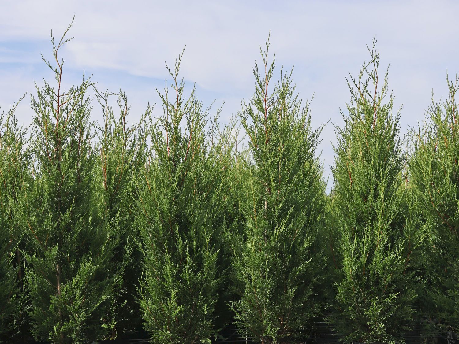 Cupressus macrocarpa x Xanthocyparis nootkatensis (Cupressus macrocarpa x Xanthocyparis nootkatensis)