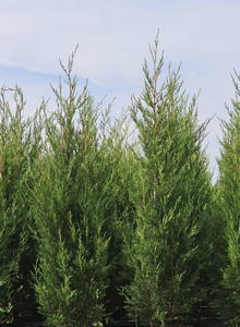 Cupressus macrocarpa x Xanthocyparis nootkatensis (Cupressus macrocarpa x Xanthocyparis nootkatensis)