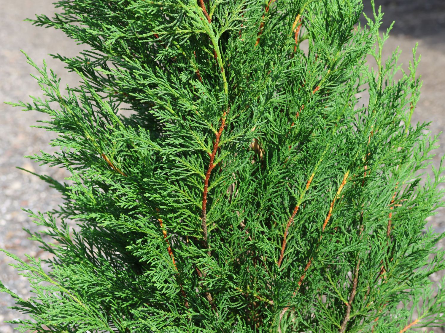 LeylandZypresse 'Typ 2001' x Cupressocyparis leylandii 'Typ 2001