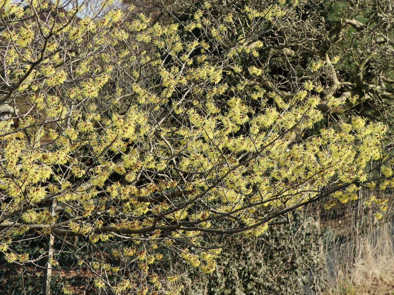 Zaubernuss (Hamamelis)