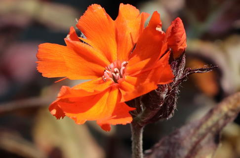 Lichtnelke 'Orange Zwerg' - Lychnis x arkwrightii 'Orange Zwerg'
