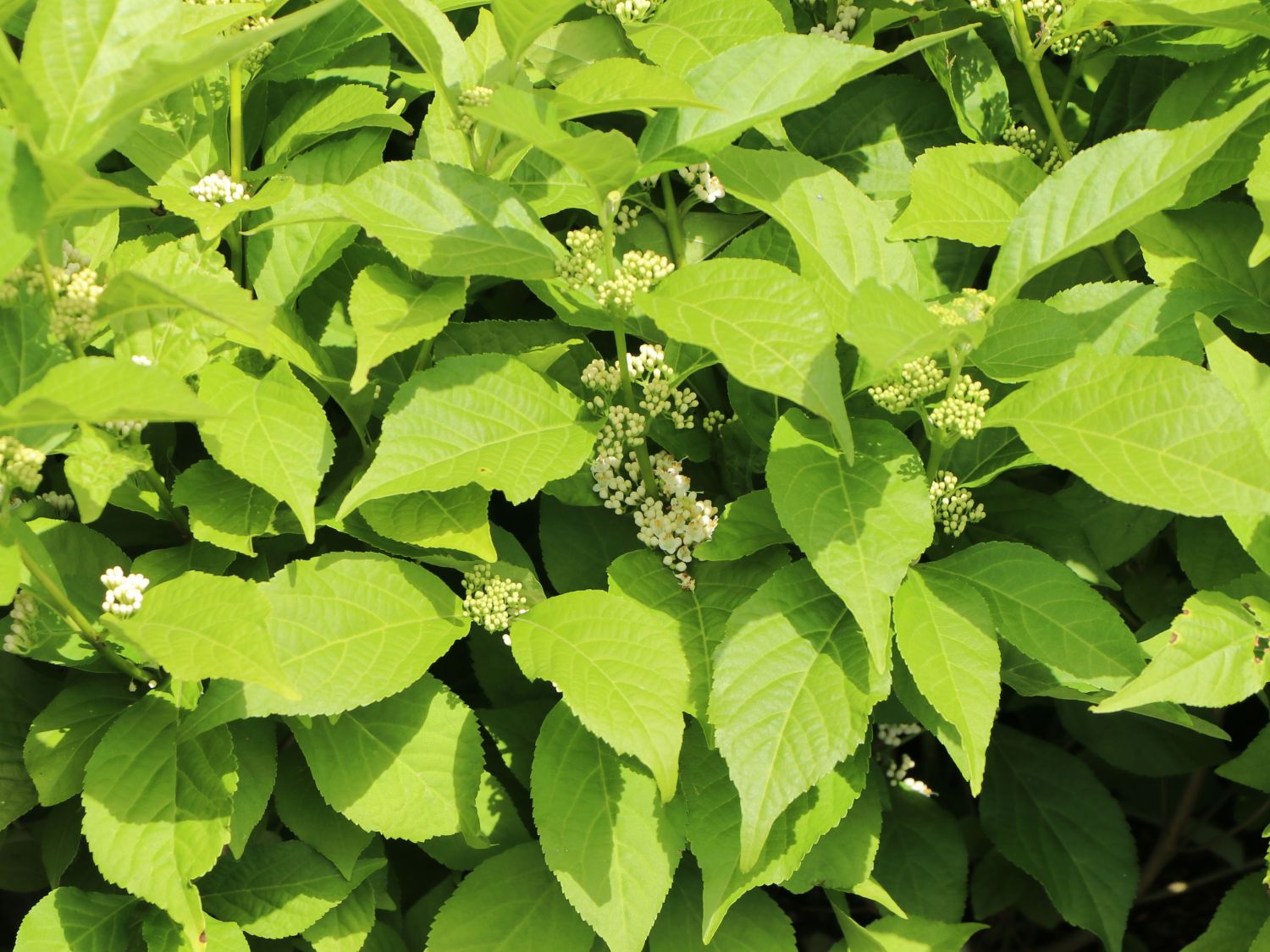 Liebesperlenstrauch 'Magical Snow Queen' - Callicarpa bodinieri 'Magical Snow Queen'