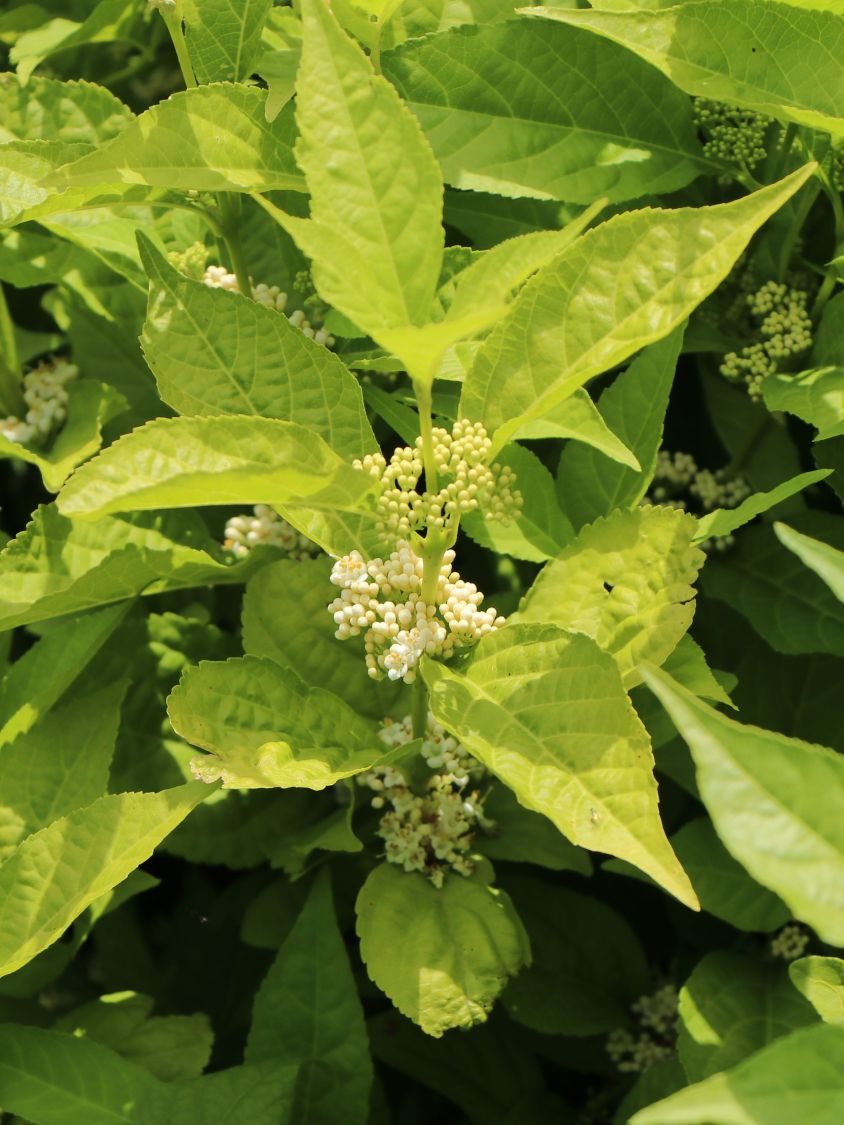 Liebesperlenstrauch 'Magical Snow Queen' - Callicarpa bodinieri 'Magical Snow Queen'