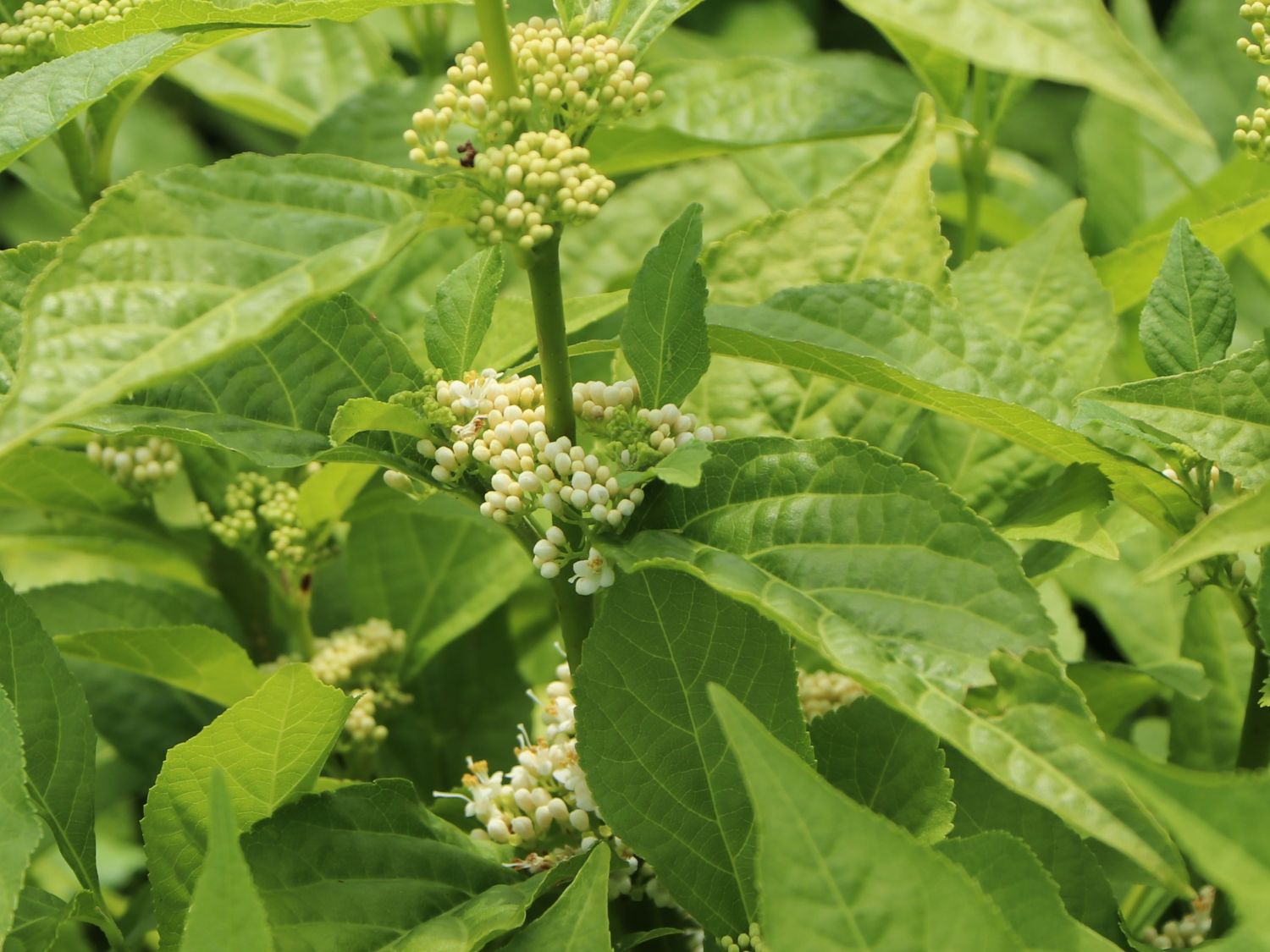 Liebesperlenstrauch 'Magical Snow Queen' - Callicarpa bodinieri 'Magical Snow Queen'