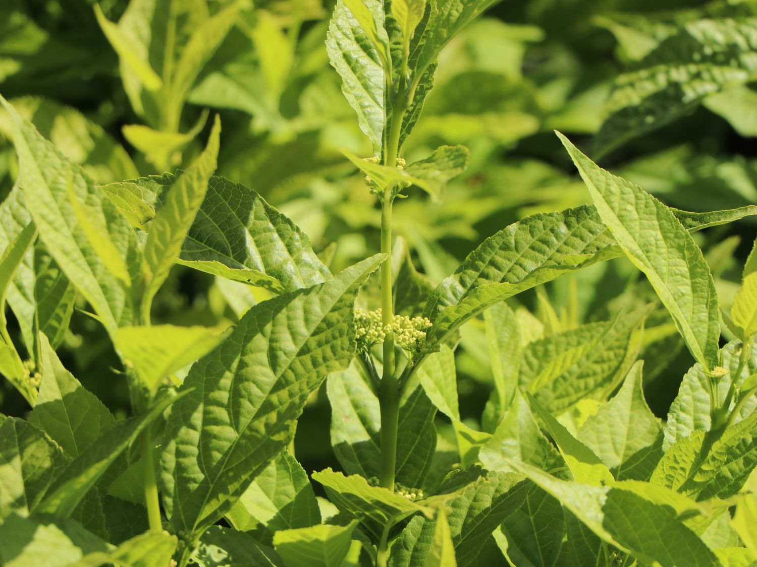 Liebesperlenstrauch 'Magical Snow Queen' - Callicarpa bodinieri 'Magical Snow Queen'