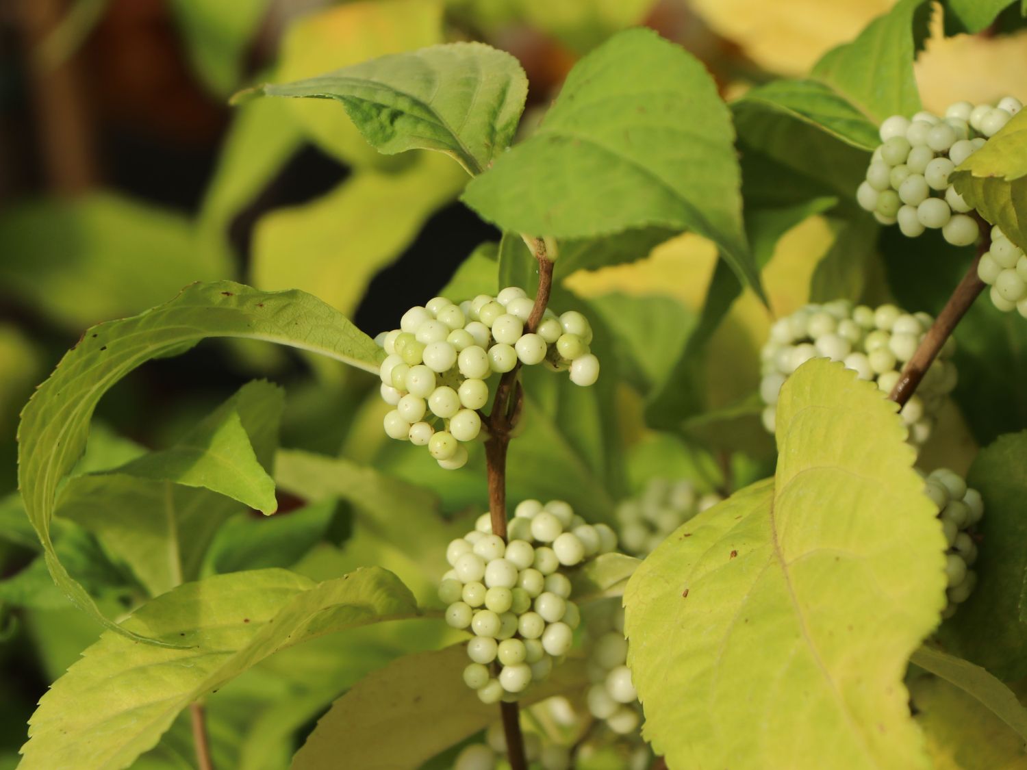 Liebesperlenstrauch 'Magical Snow Queen' - Callicarpa bodinieri 'Magical Snow Queen'