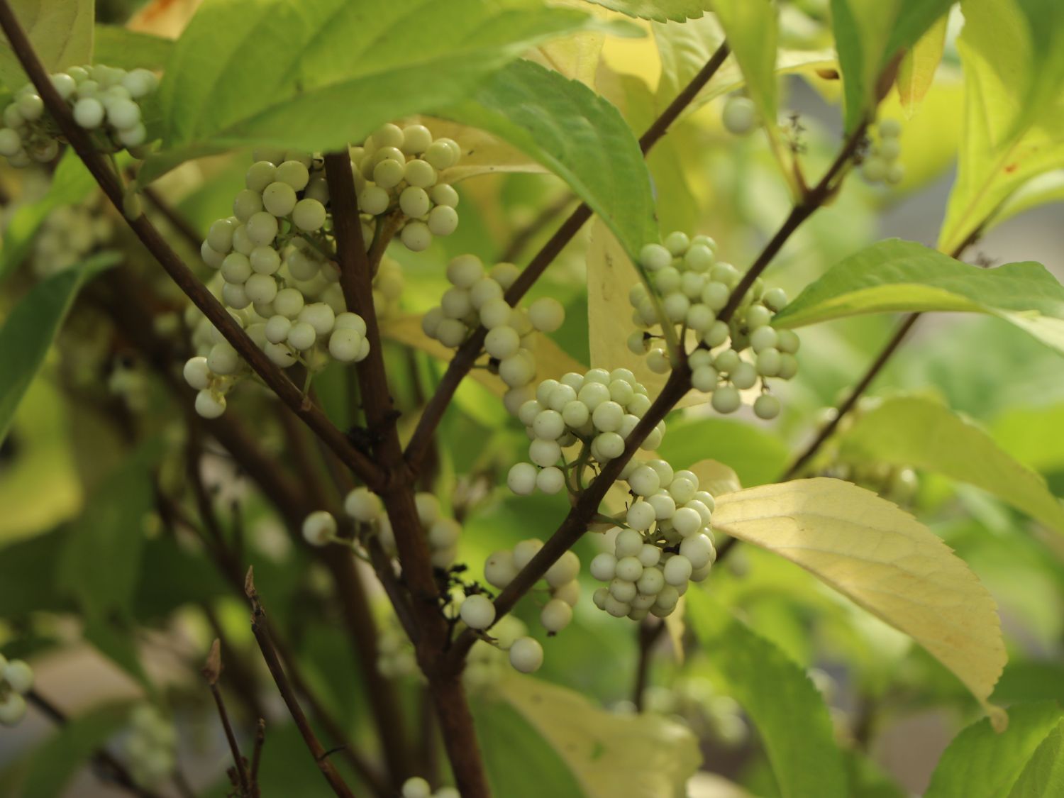 Liebesperlenstrauch 'Magical Snow Queen' - Callicarpa bodinieri 'Magical Snow Queen'