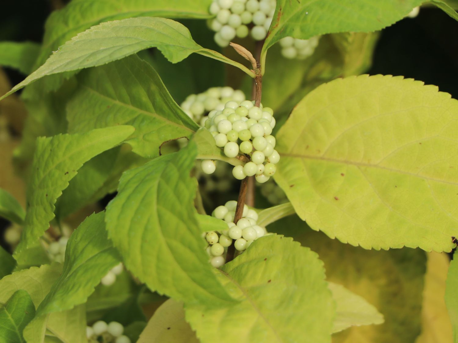 Liebesperlenstrauch 'Magical Snow Queen' - Callicarpa bodinieri 'Magical Snow Queen'
