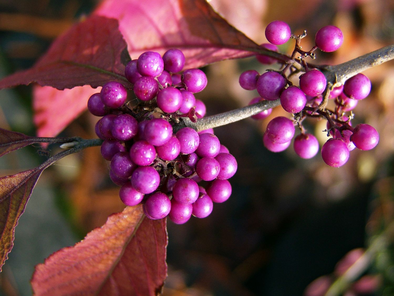 Liebesperlenstrauch / Schönfrucht 'Imperial Pearl' ® - Callicarpa bodinieri 'Imperial Pearl' ®