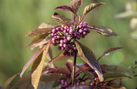 Liebesperlenstrauch / Schönfrucht 'Magical Purple Giant'