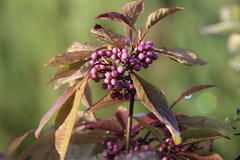 Liebesperlenstrauch / Schönfrucht 'Magical Purple Giant'