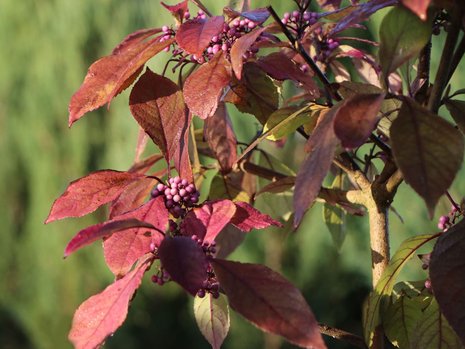 Liebesperlenstrauch / Schönfrucht 'Magical Purple Giant' - Callicarpa bodinieri 'Magical Purple Giant'