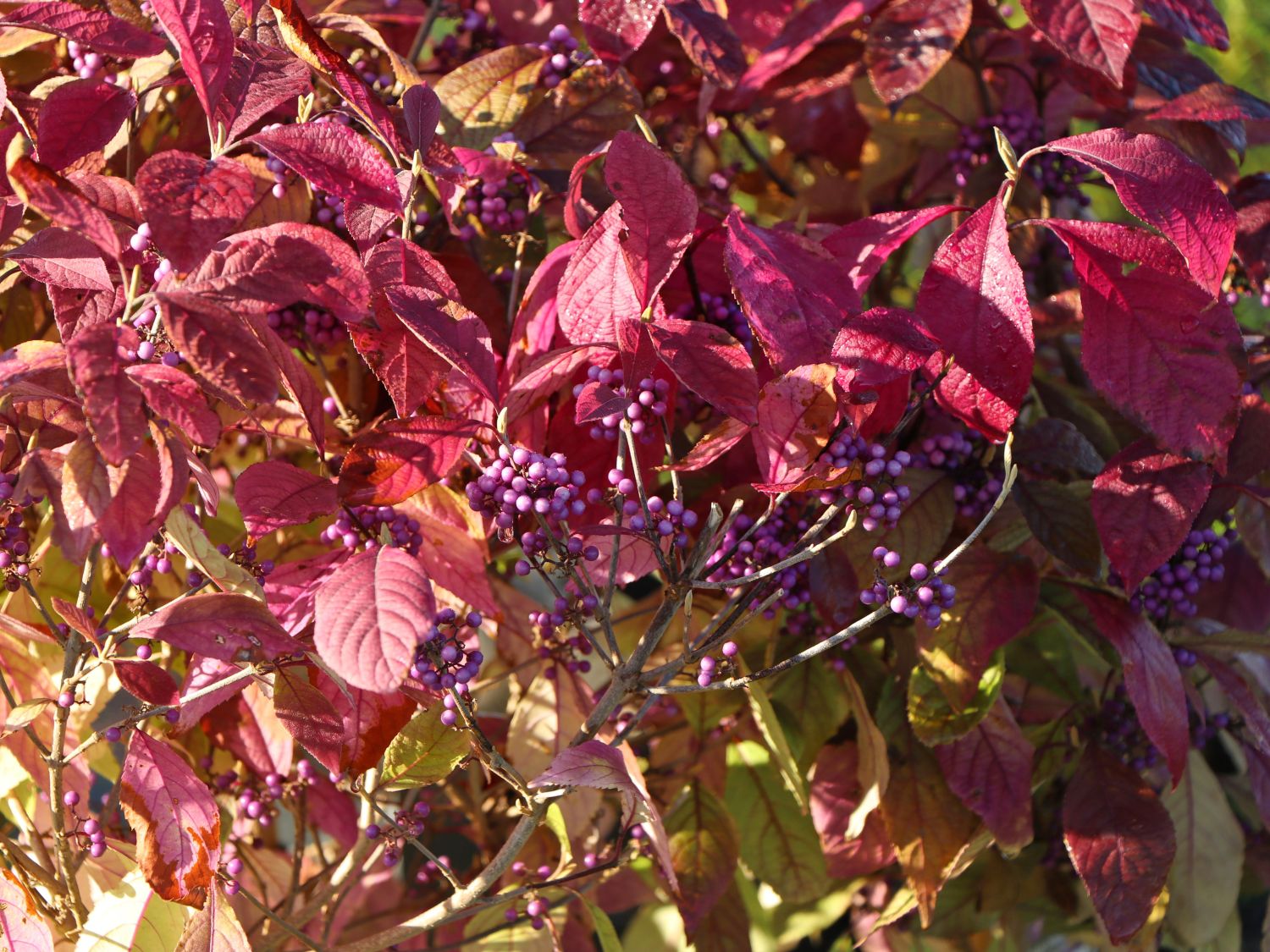 Liebesperlenstrauch / Schönfrucht 'Magical Purple Giant' - Callicarpa bodinieri 'Magical Purple Giant'