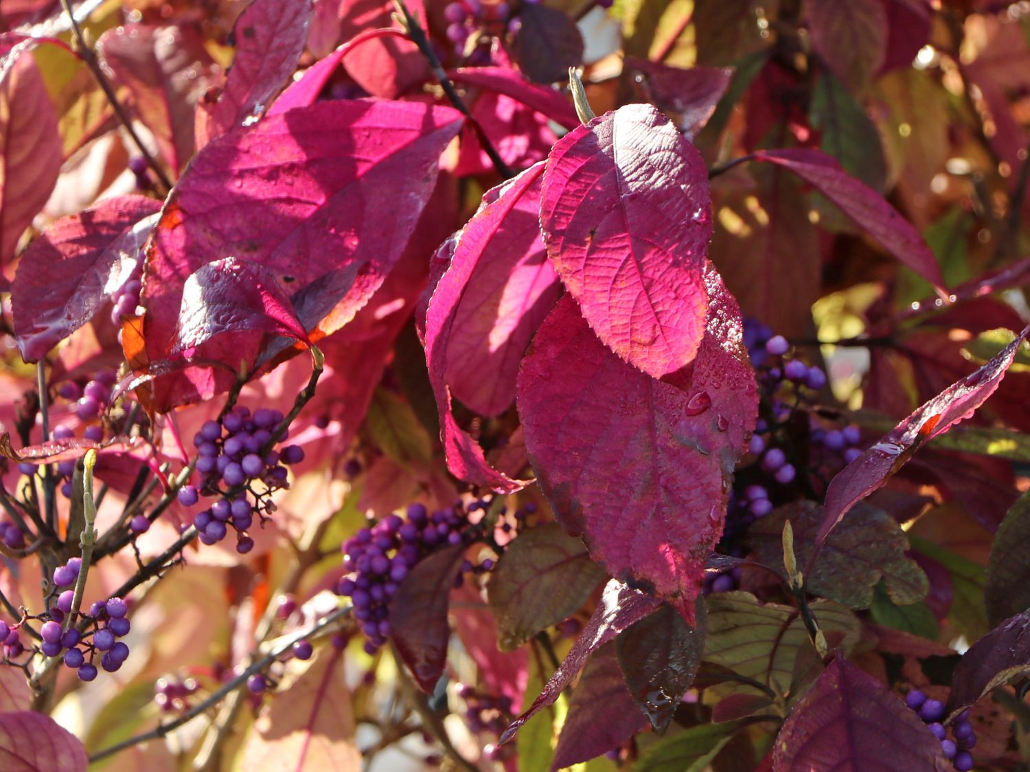 Liebesperlenstrauch / Schönfrucht 'Magical Purple Giant' - Callicarpa bodinieri 'Magical Purple Giant'