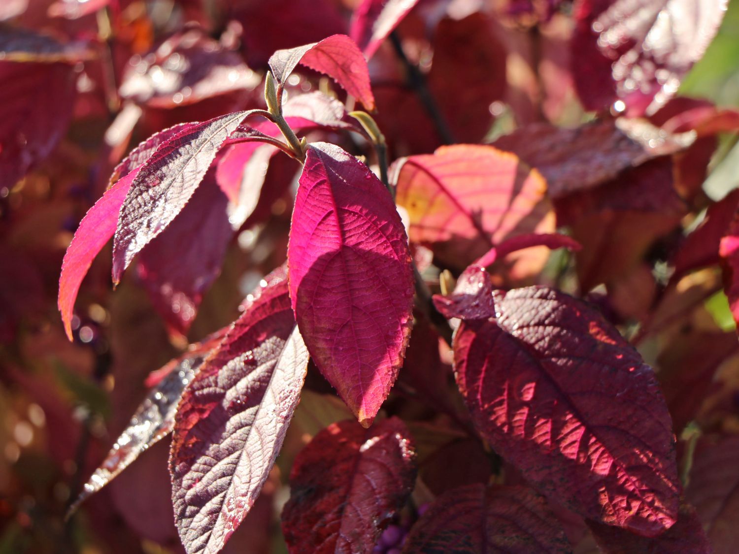 Liebesperlenstrauch / Schönfrucht 'Magical Purple Giant' - Callicarpa bodinieri 'Magical Purple Giant'