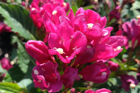Liebliche Weigelie 'Big Love' - Weigela florida 'Big Love'