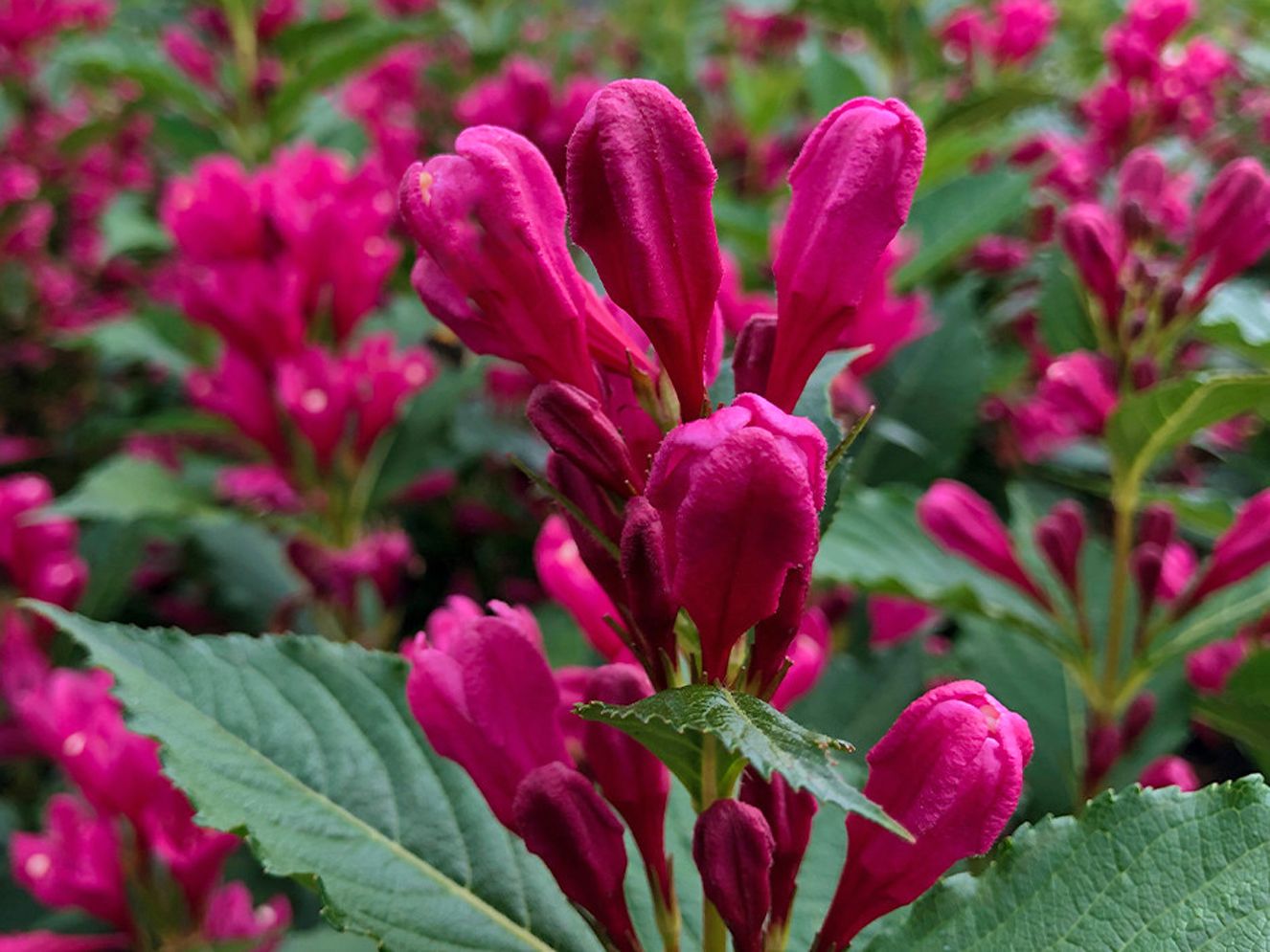 Liebliche Weigelie 'Big Love' Weigela florida 'Big Love' Baumschule