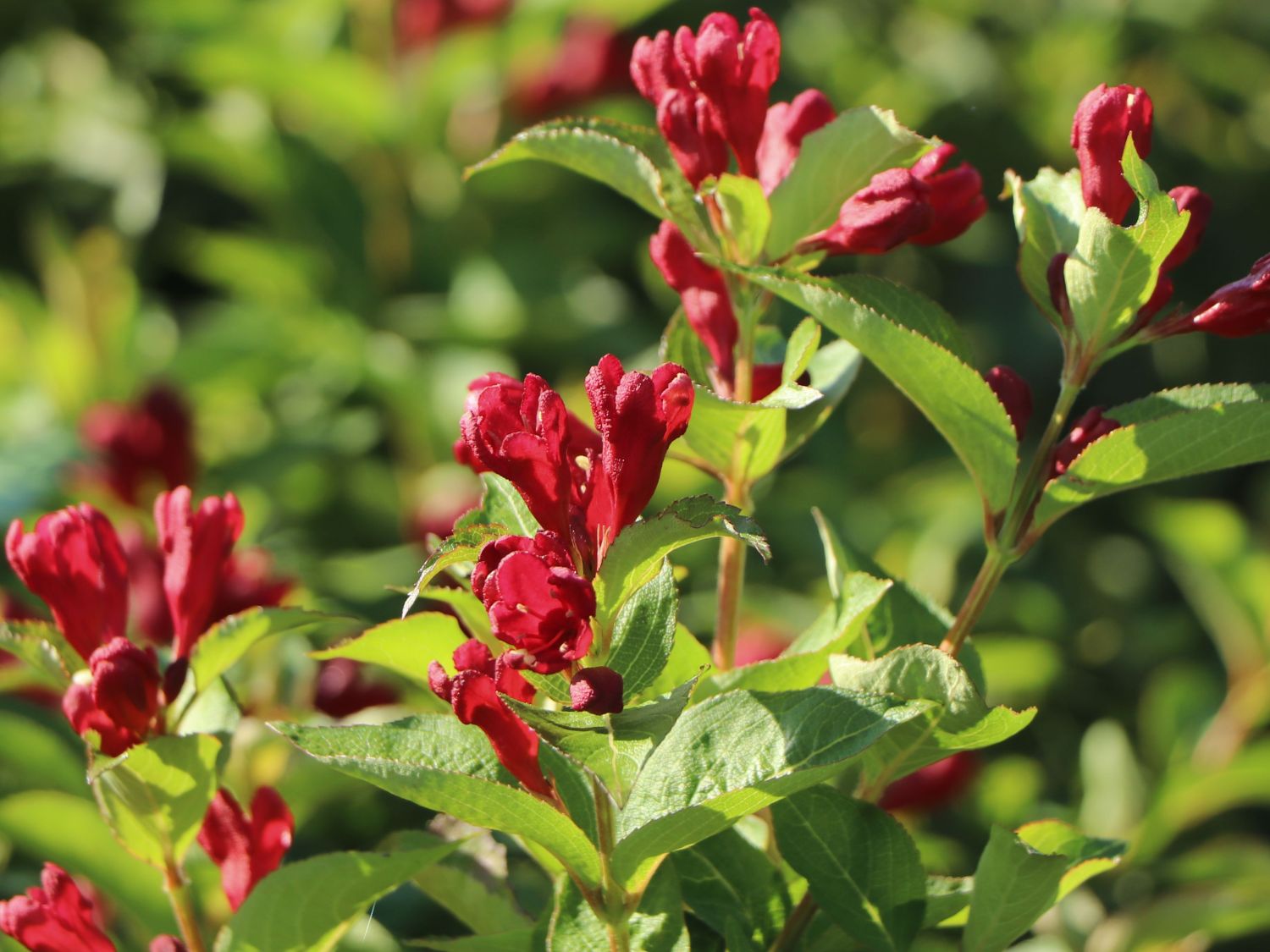 Liebliche Weigelie 'Cherry Love' ® Weigela florida 'Cherry Love