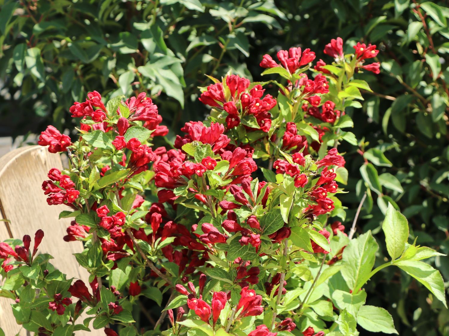 Liebliche Weigelie Date Night 'Maroon Swoon' Weigela florida Date