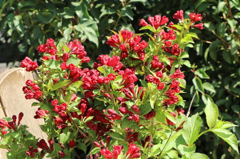 Liebliche Weigelie Date Night 'Maroon Swoon' - Weigela florida Date Night 'Maroon Swoon'