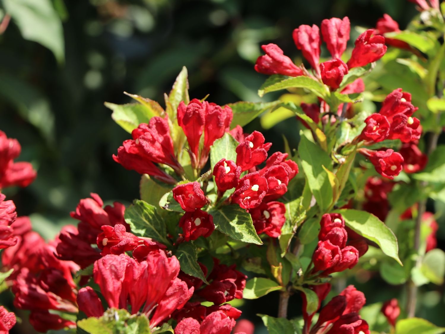 Liebliche Weigelie Date Night 'Maroon Swoon' Weigela florida Date