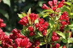 Liebliche Weigelie Date Night 'Maroon Swoon' - Weigela florida Date Night 'Maroon Swoon'