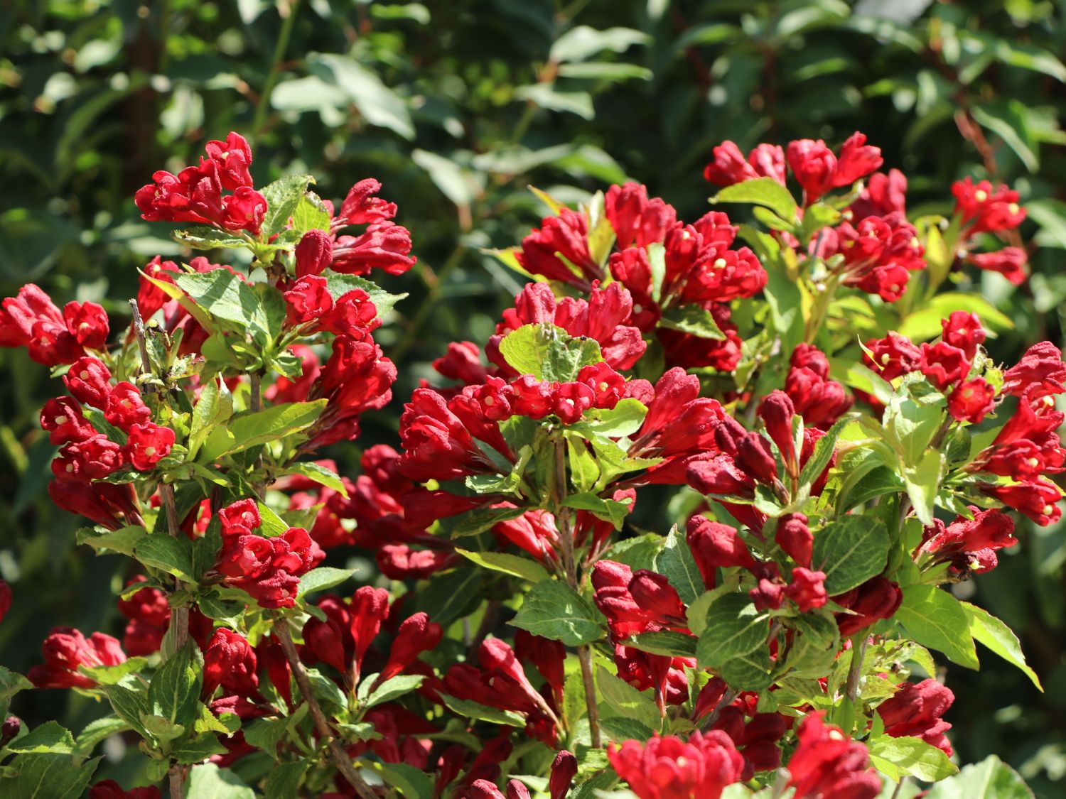 Liebliche Weigelie Date Night 'Maroon Swoon' Weigela florida Date