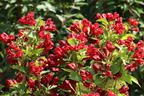Liebliche Weigelie Date Night 'Maroon Swoon' - Weigela florida Date Night 'Maroon Swoon'