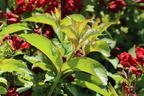 Liebliche Weigelie Date Night 'Maroon Swoon' - Weigela florida Date Night 'Maroon Swoon'