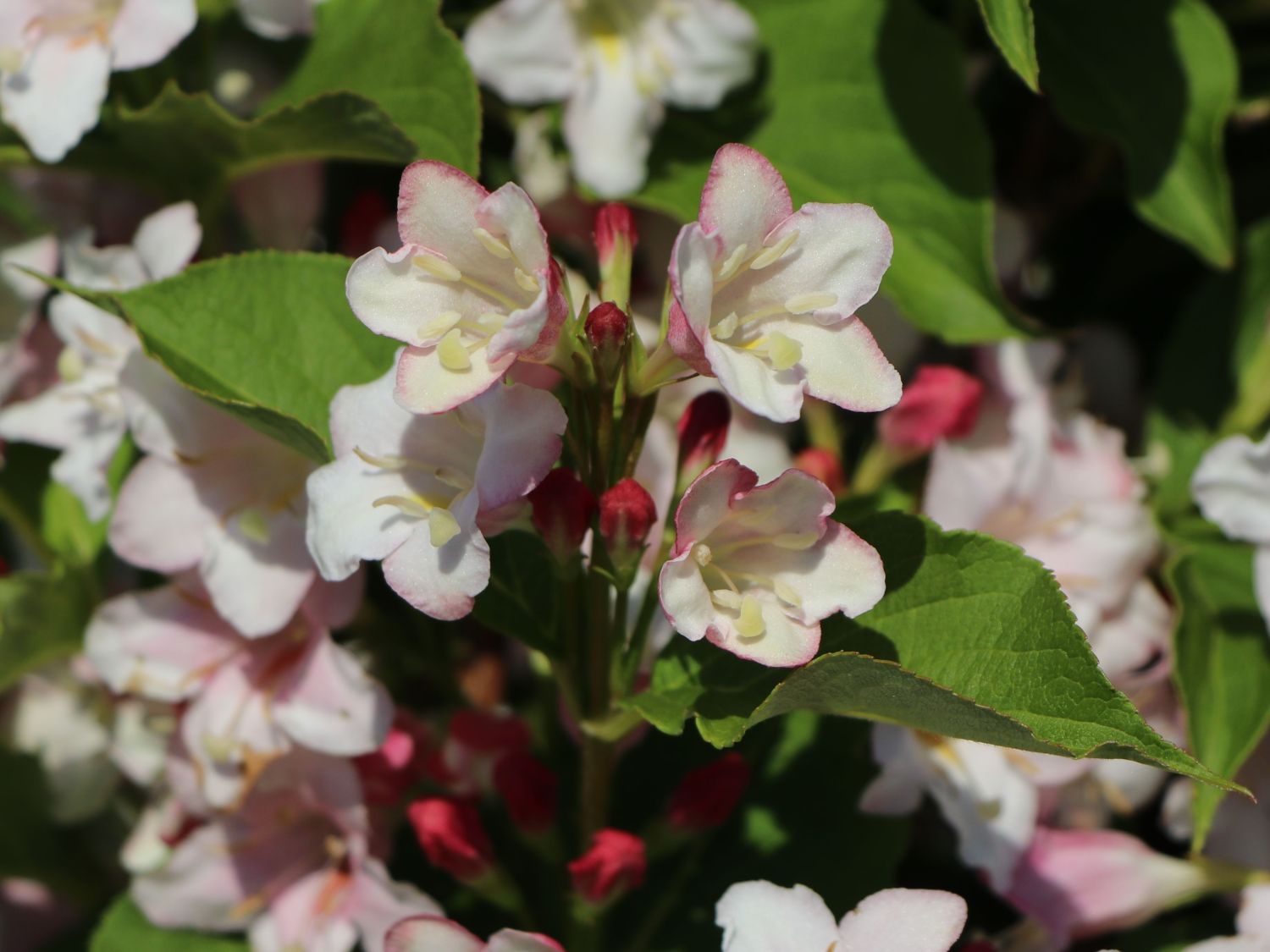 Liebliche Weigelie / Rosa Weigelie Weigela florida Baumschule Horstmann