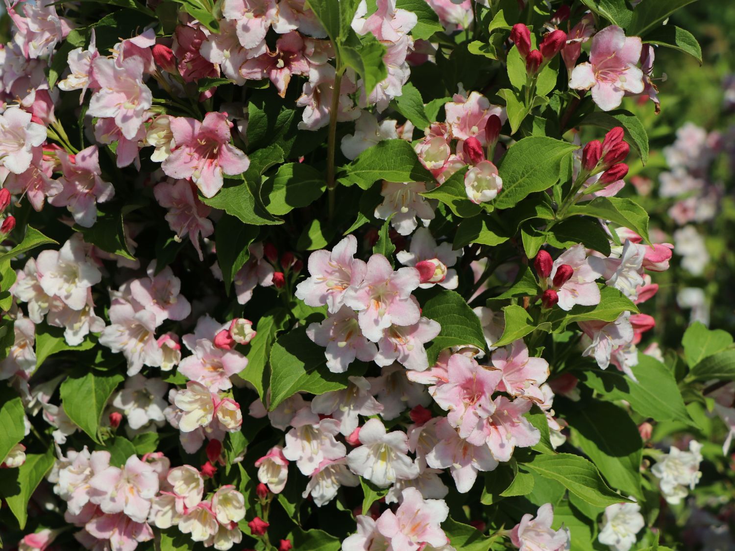 Liebliche Weigelie / Rosa Weigelie Weigela florida Baumschule Horstmann