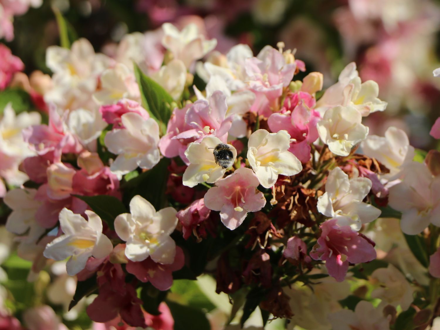 Liebliche Weigelie / Rosa Weigelie Weigela florida Baumschule Horstmann