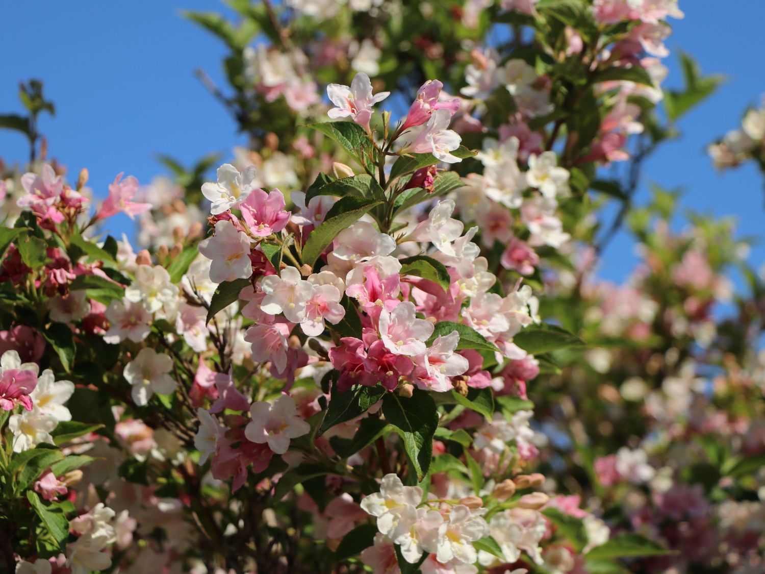 Liebliche Weigelie / Rosa Weigelie Weigela florida Baumschule Horstmann