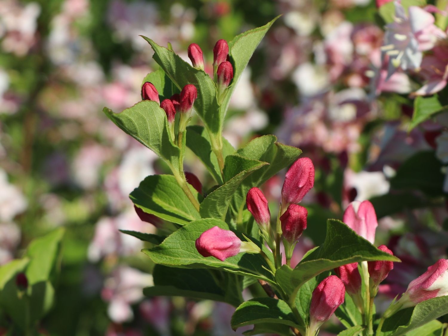 Liebliche Weigelie / Rosa Weigelie Weigela florida Baumschule Horstmann