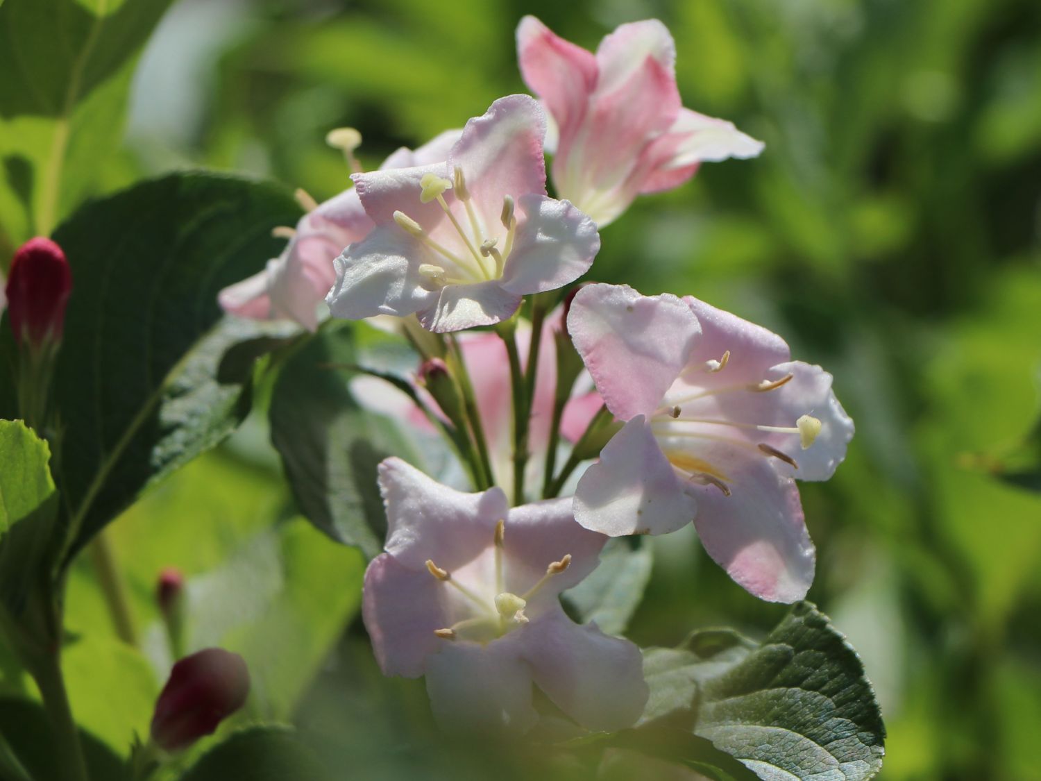 Liebliche Weigelie / Rosa Weigelie Weigela florida Baumschule Horstmann