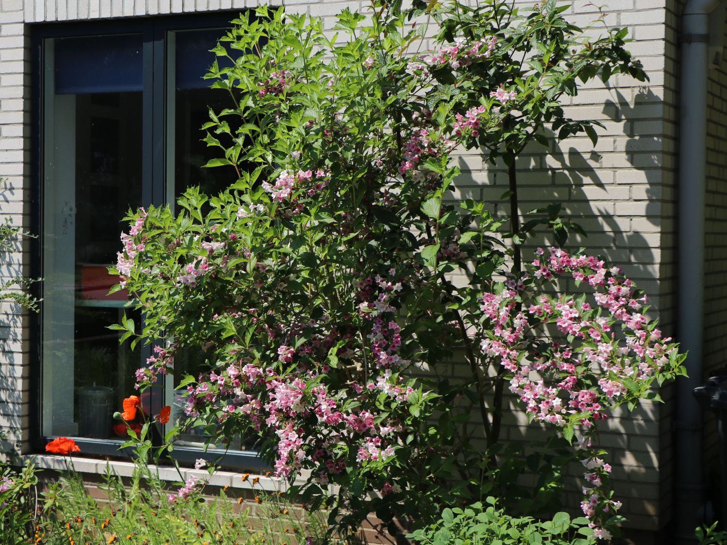 Liebliche Weigelie / Rosa Weigelie Weigela florida Baumschule Horstmann