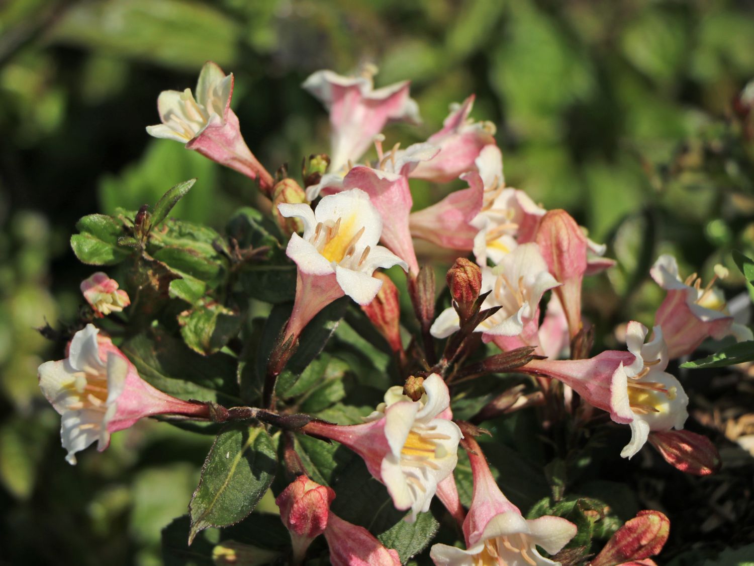 Liebliche ZwergWeigelie 'Vintage Love' Weigela florida 'Vintage Love