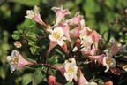 Liebliche Zwerg-Weigelie 'Vintage Love' - Weigela florida 'Vintage Love'