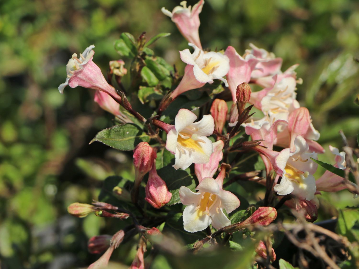 Liebliche ZwergWeigelie 'Vintage Love' Weigela florida 'Vintage Love