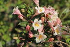 Liebliche Zwerg-Weigelie 'Vintage Love' - Weigela florida 'Vintage Love'