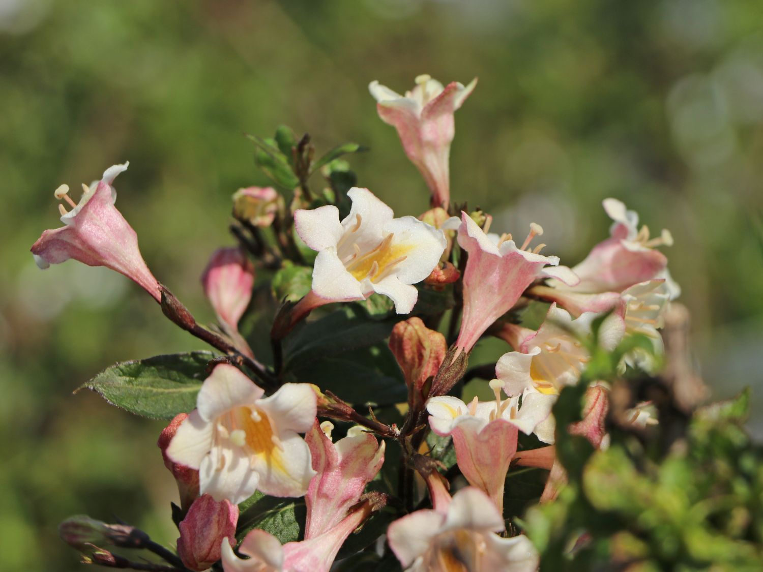 Liebliche Zwerg-Weigelie 'Vintage Love' - Weigela florida 'Vintage Love'