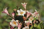 Liebliche Zwerg-Weigelie 'Vintage Love' - Weigela florida 'Vintage Love'