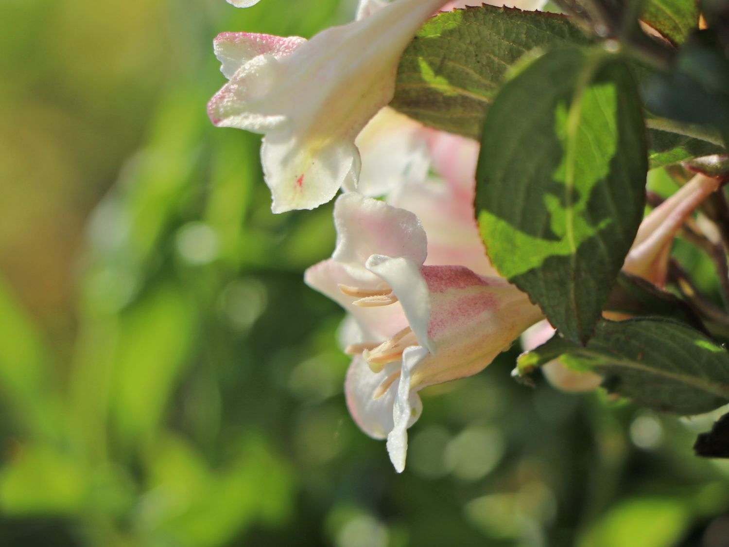 Liebliche Zwerg-Weigelie 'Vintage Love' - Weigela florida 'Vintage Love'