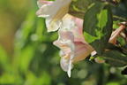 Liebliche Zwerg-Weigelie 'Vintage Love' - Weigela florida 'Vintage Love'