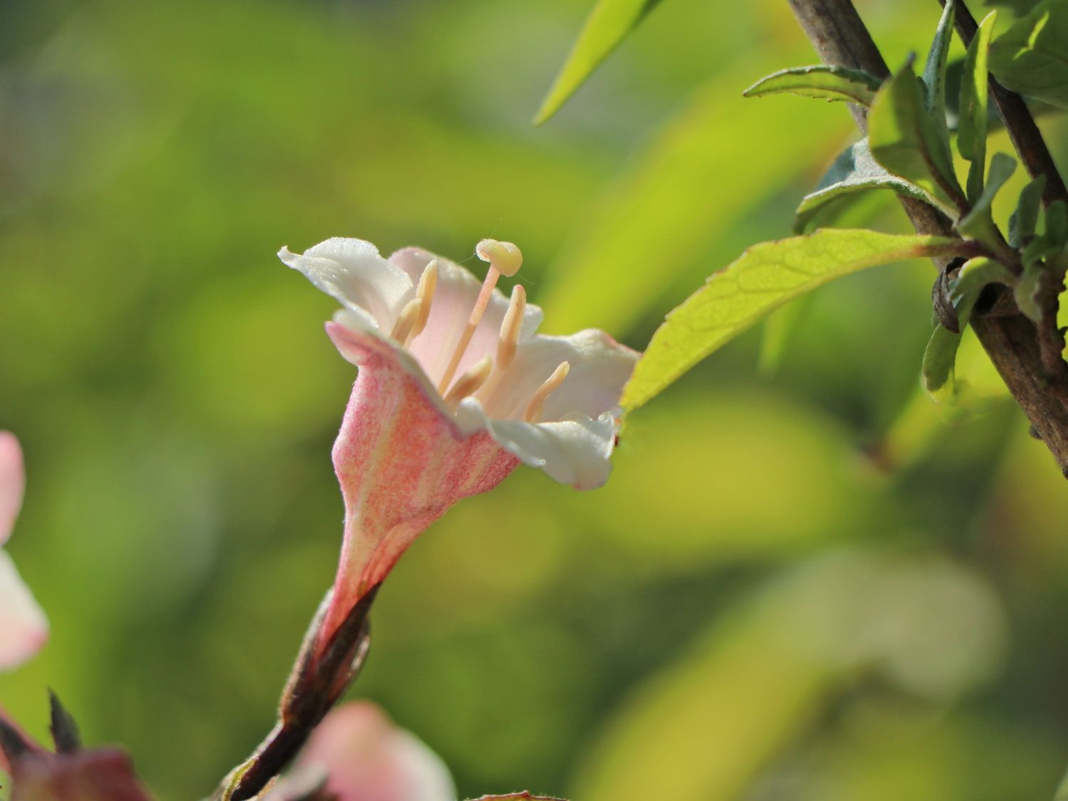 Liebliche Zwerg-Weigelie 'Vintage Love' - Weigela florida 'Vintage Love'