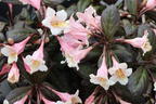 Liebliche Zwerg-Weigelie 'Vintage Love' - Weigela florida 'Vintage Love'