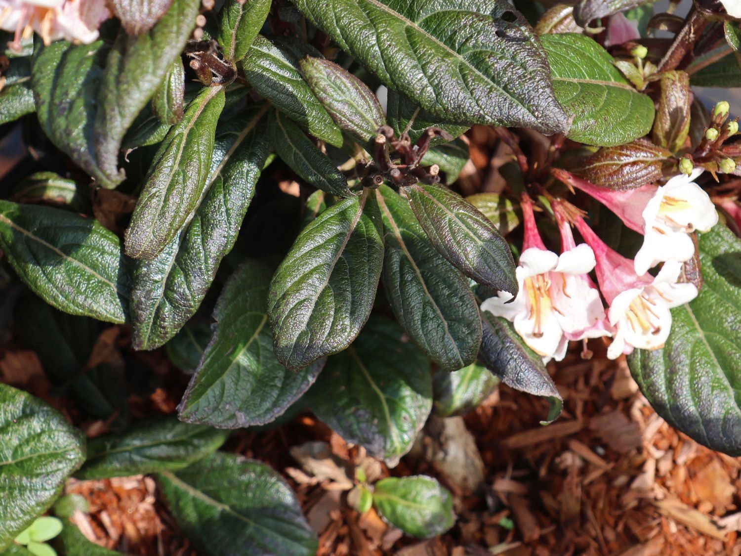 Liebliche Zwerg-Weigelie 'Vintage Love' - Weigela florida 'Vintage Love'